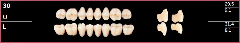 30L-B1 DELARA TEETH LOWER POSTERIOR