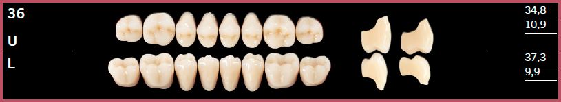 36L-BL3 DELARA TEETH LOWER POSTERIOR