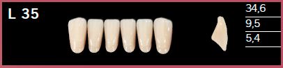 L35-A2 DELARA TEETH LOWER ANTERIOR