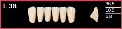 L38-A1 DELARA TEETH LOWER ANTERIOR