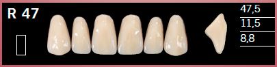 R47-D4 DELARA TEETH UPPER ANTERIOR