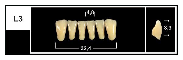 L3 BL3 LOWER ANTERIOR TRIBOS TEETH