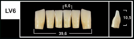 LV6 A1 LOWER ANTERIOR TRIBOS TEETH