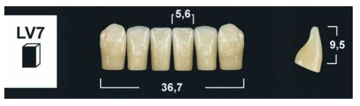 LV7 BL3 LOWER ANTERIOR TRIBOS TEETH