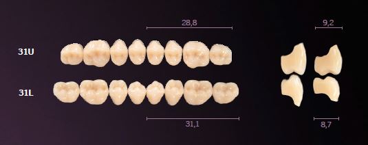31-D3 MONDIAL TEETH UPPER POSTERIOR