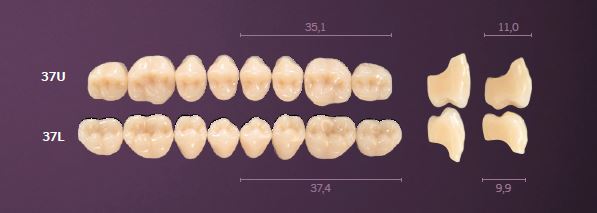37-D4 MONDIAL TEETH UPPER POSTERIOR