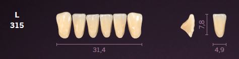 L315-B1 MONDIAL TEETH LOWER ANTERIOR