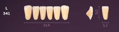 L341-C4 MONDIAL TEETH LOWER ANTERIOR