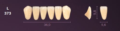 L373-A35 MONDIAL TEETH LOWER ANTERIOR