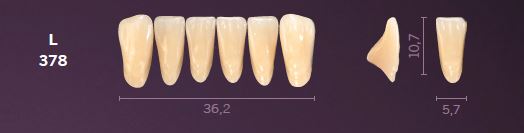 L378-B2 MONDIAL TEETH LOWER ANTERIOR