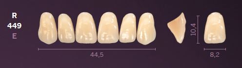 R449-A2 MONDIAL TEETH UPPER ANTERIOR