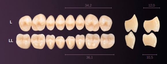 LL-D4L PREMIUM TEETH LOWER POSTERIOR