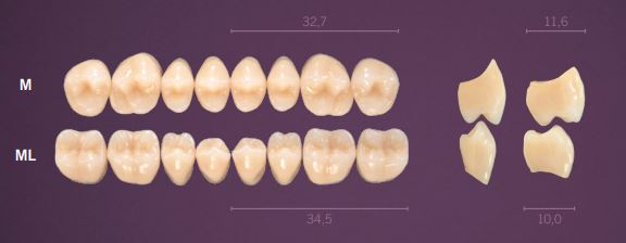 ML-D4L PREMIUM TEETH LOWER POSTERIOR