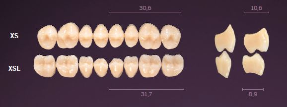XS-B3U PREMIUM TEETH UPPER POSTERIOR