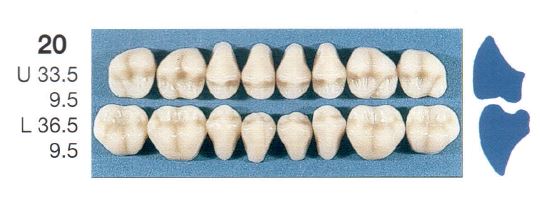20-B2U POSTERIOR SENATOR UPPER TEETH