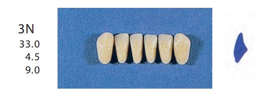 3N-A35L ANTERIOR SENATOR TEETH