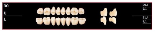 [DL30LBL2] 30L-BL2 DELARA TEETH LOWER POSTERIOR