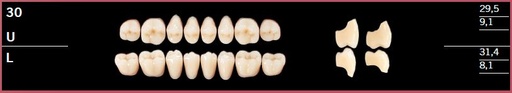 [DL30LBL3] 30L-BL3 DELARA TEETH LOWER POSTERIOR