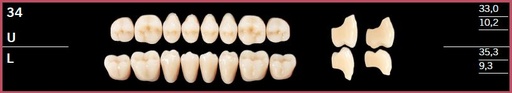 [DL34LBL3] 34L-BL3 DELARA TEETH LOWER POSTERIOR