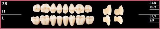 [DL36LA1] 36L-A1 DELARA TEETH LOWER POSTERIOR