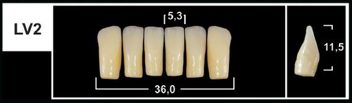 [GBLV2-D4L] LV2 D4 LOWER ANTERIOR TRIBOS TEETH