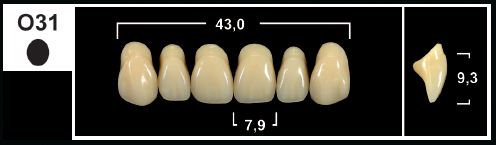 [GBO31-D4U] O31 D4 UPPER ANTERIOR TRIBOS TEETH