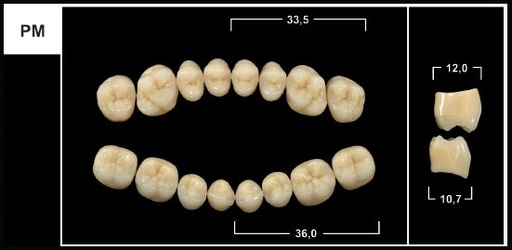 [GBPM-C3U] PM C3 UPPER POSTERIOR TRIBOS TEETH