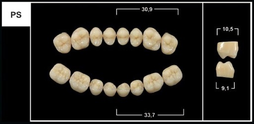 [GBPS-B1L] PS B1 LOWER POSTERIOR TRIBOS TEETH