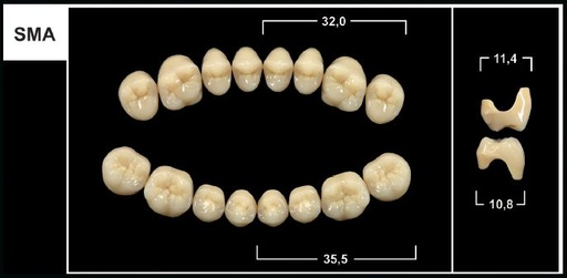 [GBSMA-C3U] SMA C3 UPPER POSTERIOR TRIBOS TEETH