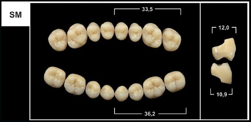 [GBSM-D3U] SM D3 UPPER POSTERIOR TRIBOS TEETH