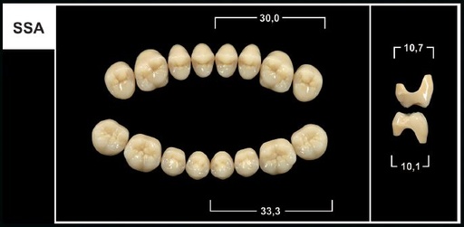 [GBSSA-C2U] SSA C2 UPPER POSTERIOR TRIBOS TEETH