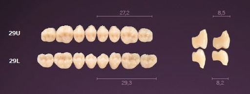 [MO29LD4] 29-D4 MONDIAL TEETH LOWER POSTERIOR