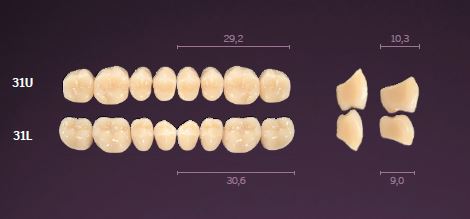 [MOI31UA1] 31-A1 IDEALIS TEETH UPPER POSTERIOR
