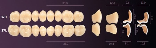 [MOI37UA2] 37-A2 IDEALIS TEETH UPPER POSTERIOR