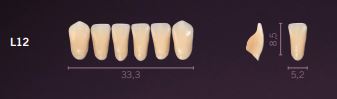 [PRL12-C3] L12-C3 PREMIUM TEETH LOWER ANTERIOR