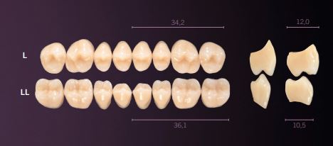 [PRL-BL2U] L-BL2U PREMIUM TEETH UPPER POSTERIOR