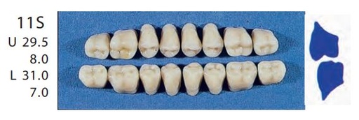 [SE11S-C3U] 11S-C3U  POSTERIOR SENATOR TEETH