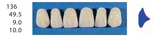 [SE136-A2U] 136-A2U ANTERIOR SENATOR TEETH