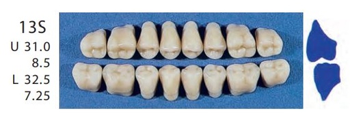 [SE13S-A1U] 13S-A1U  POSTERIOR SENATOR TEETH