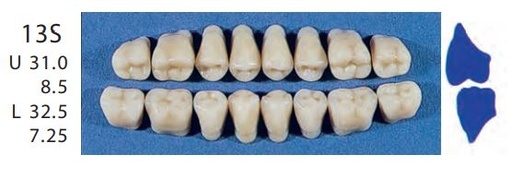 [SE13S-C3U] 13S-C3U POSTERIOR SENATOR TEETH