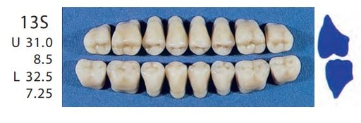 [SE13S-D4L] 13S-D4L POSTERIOR SENATOR TEETH