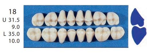 [SE18-A2L] 18-A2L POSTERIOR SENATOR LOWER TEETH