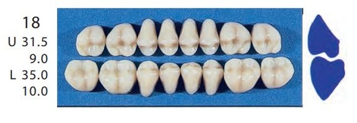 [SE18-C2L] 18-C2L POSTERIOR SENATOR LOWER TEETH