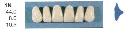 [SE1N-A2U] 1N-A2U ANTERIOR SENATOR TEETH
