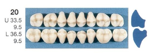 [SE20-B2L] 20-B2L POSTERIOR SENATOR LOWER TEETH