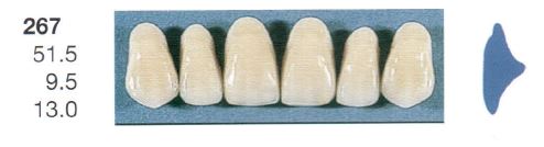 [SE267-B2U] 267-B2U ANTERIOR SENATOR TEETH