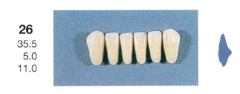 [SE26-D4L] 26-D4L ANTERIOR SENATOR TEETH