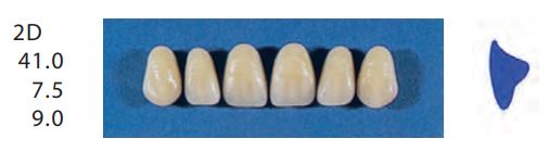 [SE2D-A2U] 2D-A2U ANTERIOR SENATOR TEETH