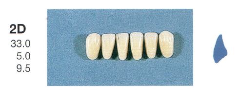 [SE2D-D4L] 2D-D4L ANTERIOR SENATOR TEETH