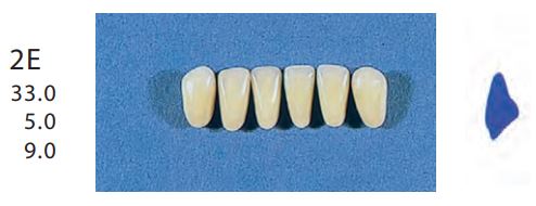 [SE2E-D4L] 2E-D4L ANTERIOR SENATOR TEETH